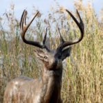 Waco Sculpture Zoo - Whitetail